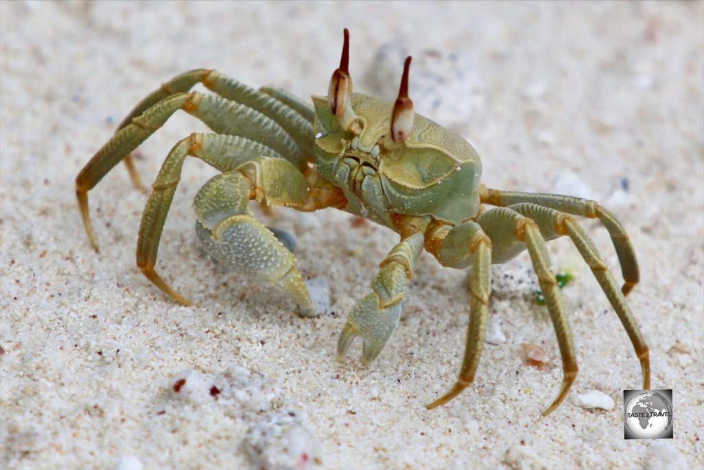 A Horn-eyed ghost crab on South Island.