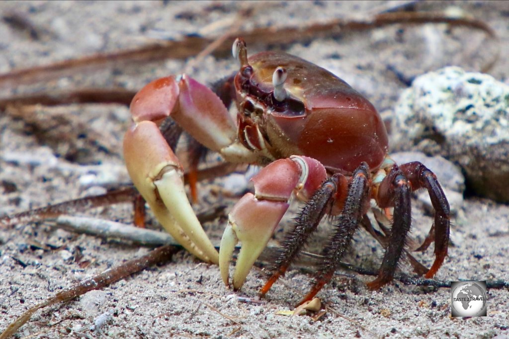 A Cocos Purple land crab on West Island.
