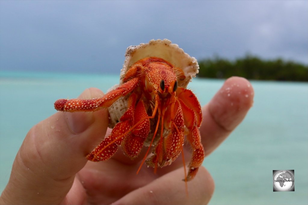 A Red hermit crab on South Island.
