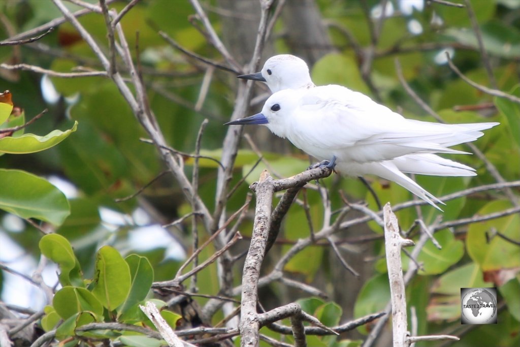 White terns on South Island.