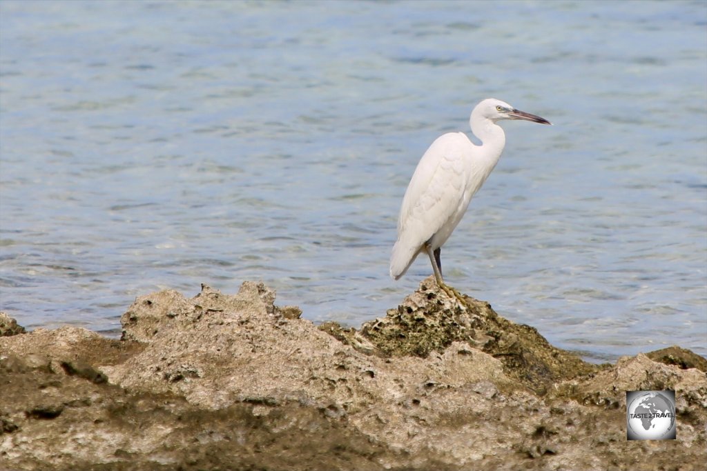 A Pacific reef heron on Home Island.