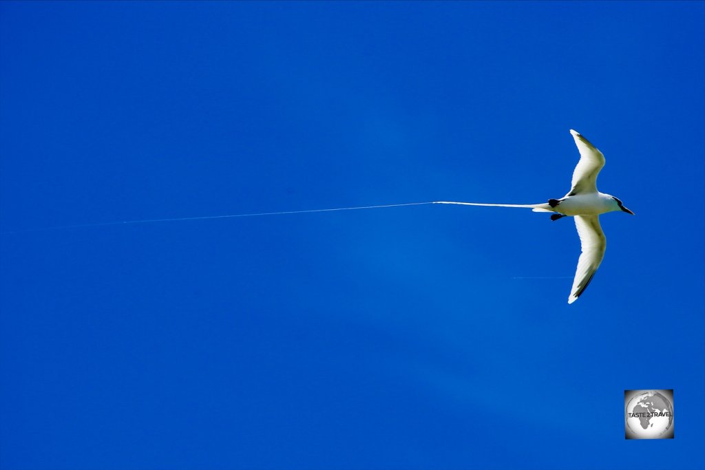 A White-tailed tropicbird flying over Home Island.