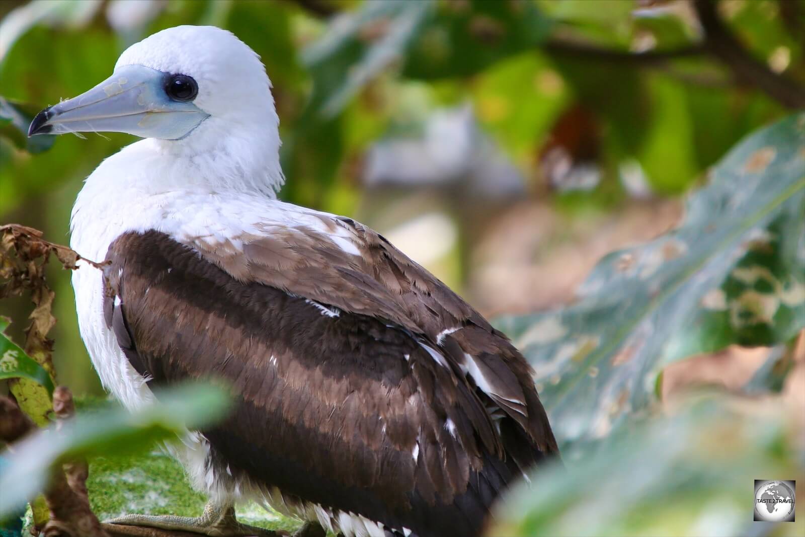 A juvenile Abbott's booby on Christmas Island.