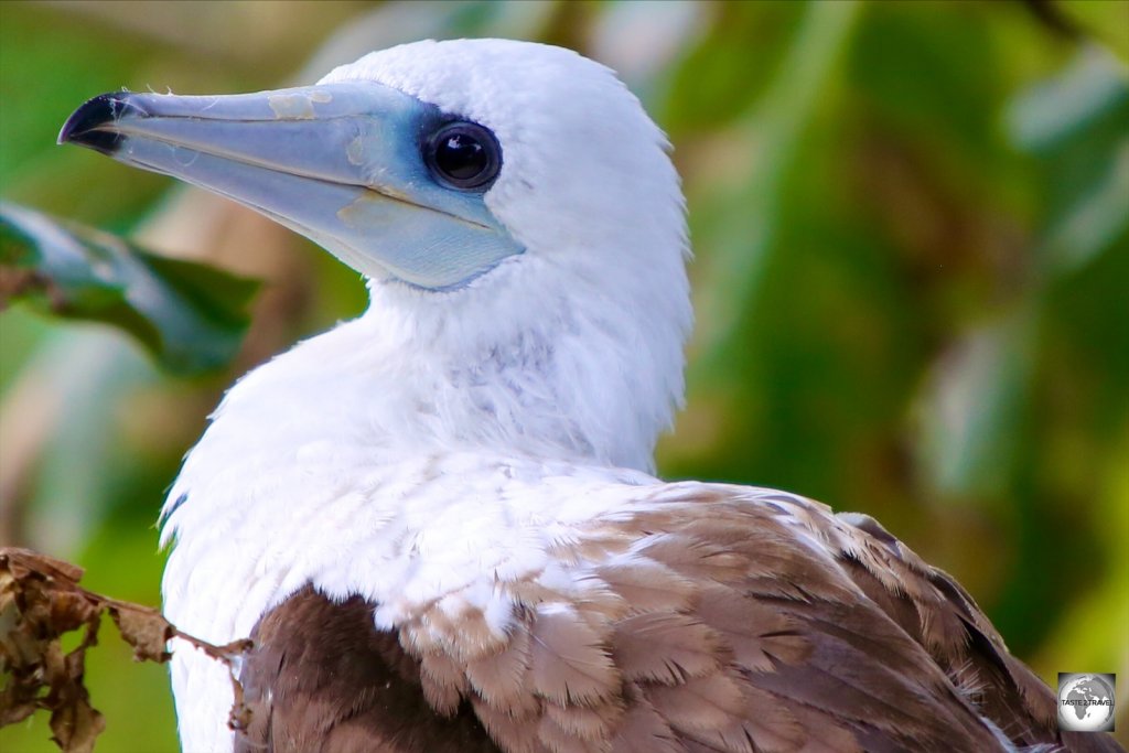 The Abbott's booby is only found on Christmas Island.