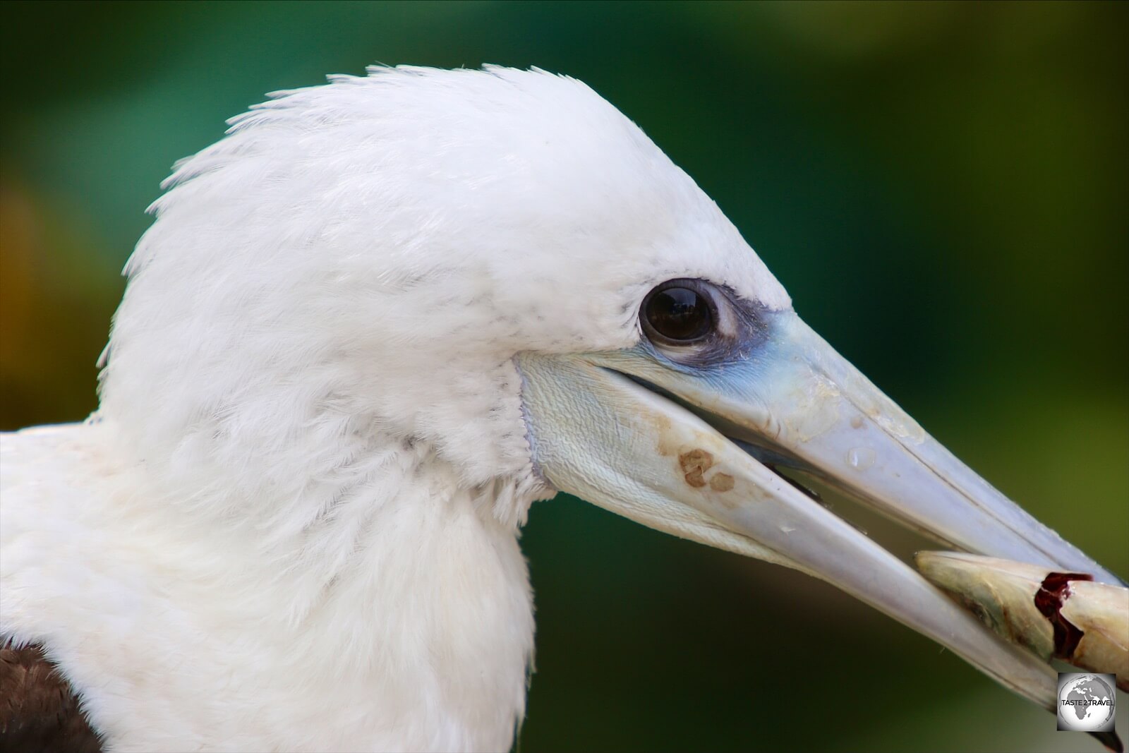 An Abbott's booby chick being fed at the National Park bird orphanage.