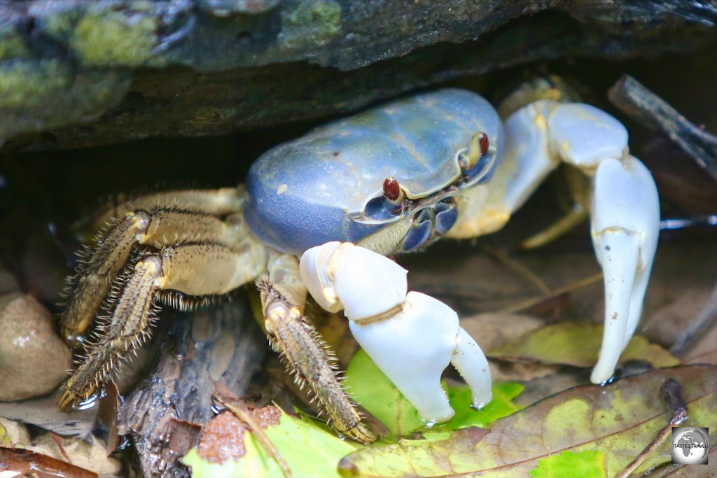 A Christmas Island blue crab, hiding in his burrow near Hughs Dale waterfall.