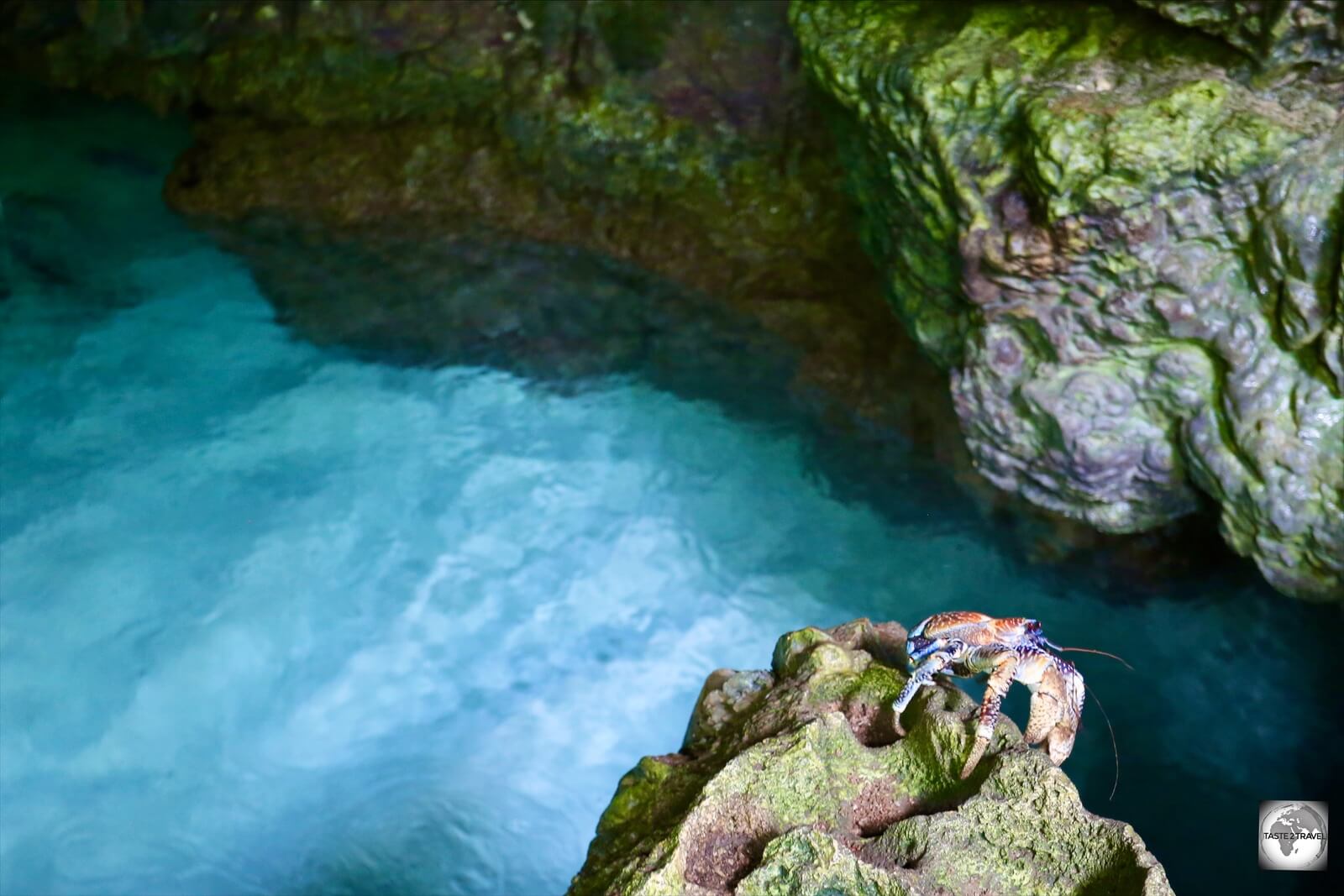 A Robber crab climbing out of the Blue grotto on the north coast of Christmas Island.