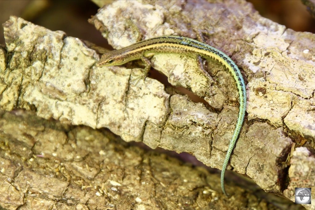 The tiny, Blue-tailed skink, is endemic to Christmas Island.