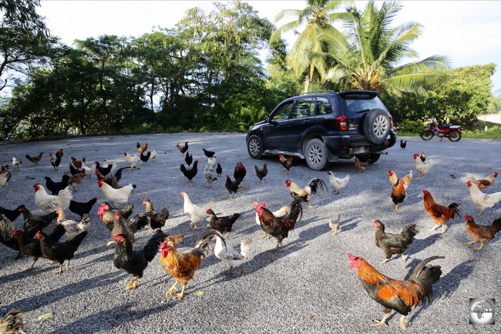 Feral chickens surround my rental car on Christmas Island.