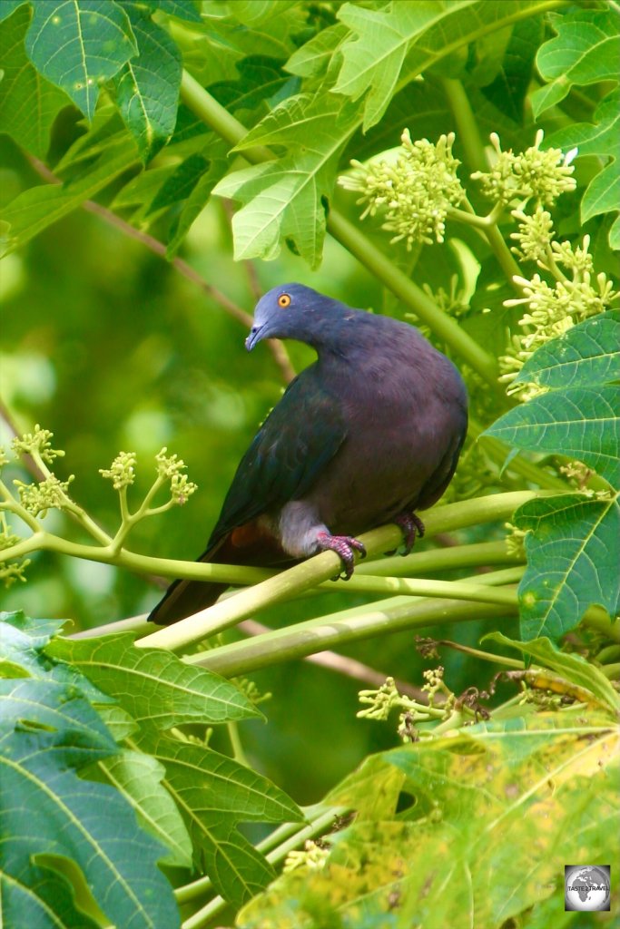 A Christmas Island Imperial Pigeon feeding off the fruit of a papaya tree.