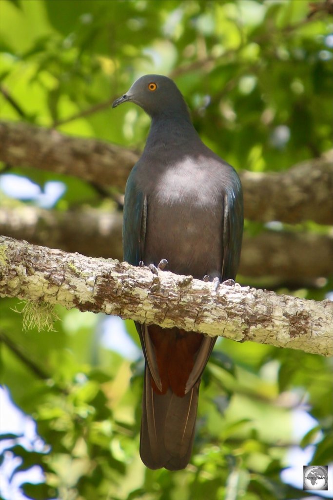 A Christmas Island Imperial Pigeon in the Christmas Island National Park.