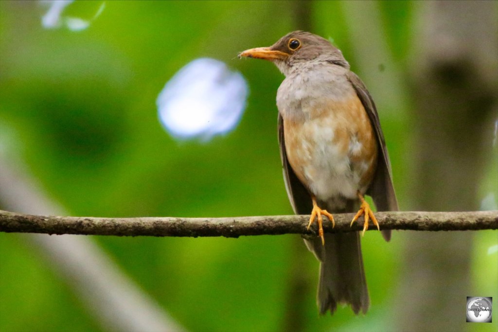A sub-species of thrush, the Christmas Island Thrush is endemic to Christmas Island.