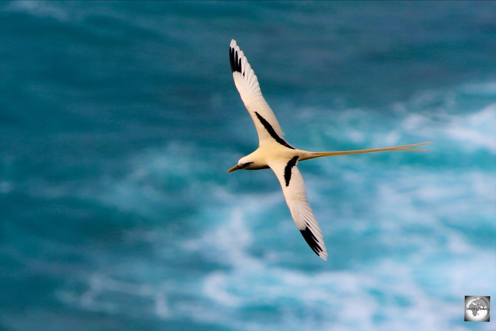 An iconic, Golden bosun, flying over Flying Fish Cove on Christmas Island.