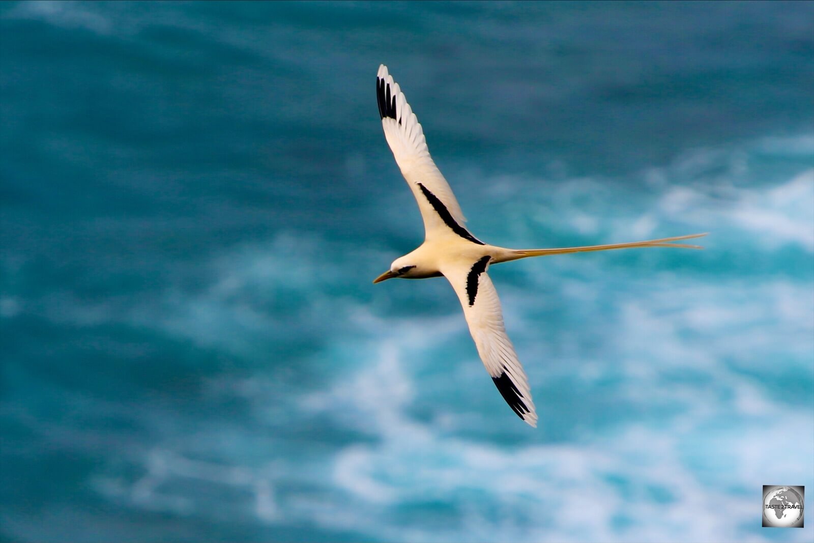 An island favourite, a Golden bosun, flying over Flying Fish Cove on Christmas Island.