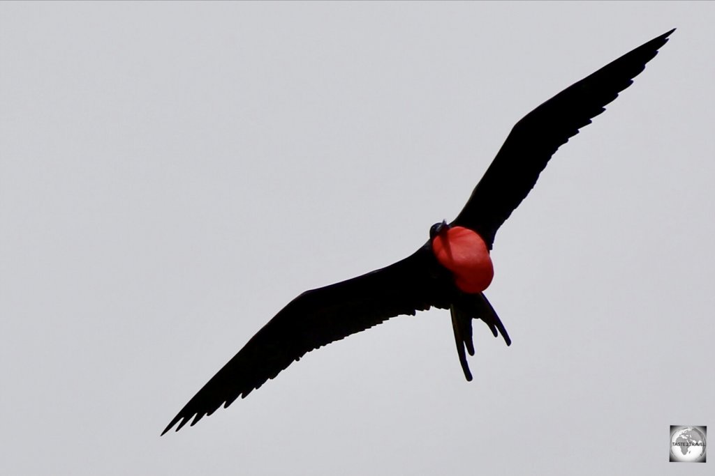 A male Great frigatebird, with an inflated red gular sac, flying over Christmas Island.