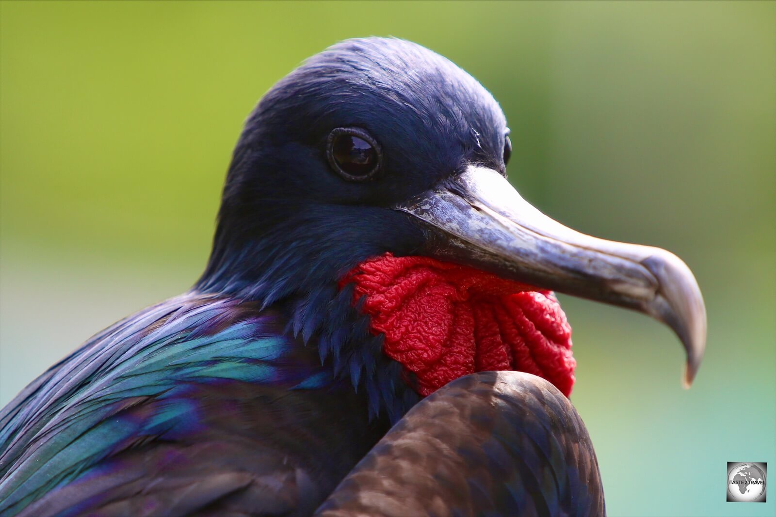 A male Great frigatebird, with a deflated red gular sac, on Christmas Island.