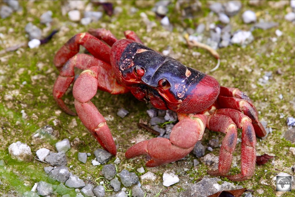 The Christmas Island red crab is a very common sight on Christmas Island where they number around 44 million.