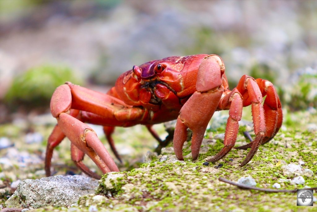 Christmas Island Red Crab.