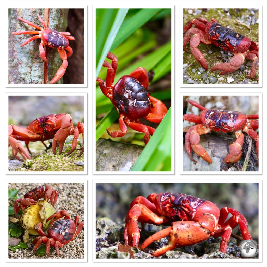 A Christmas Island red crab collage.