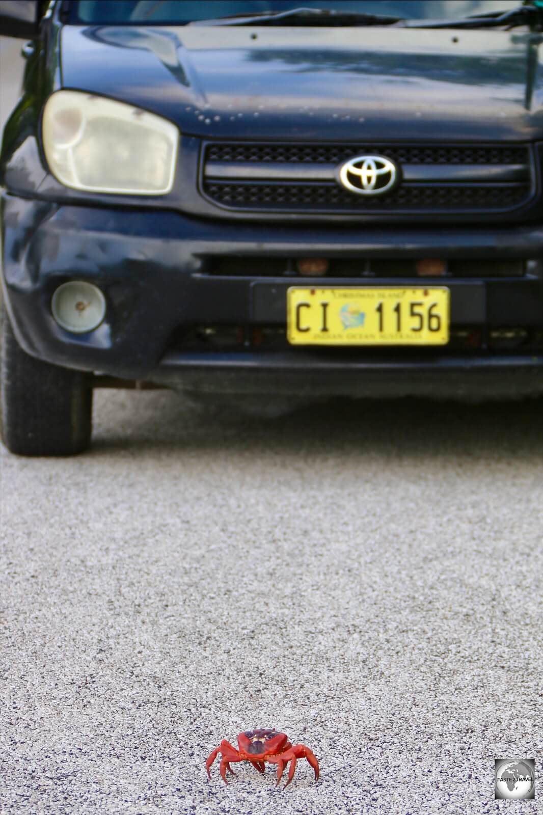 My rental car, waiting for a Christmas Island red crab to cross the road.