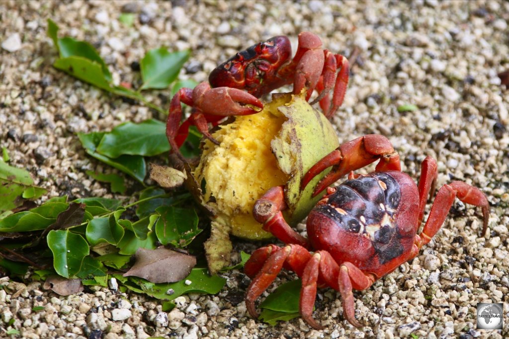 Christmas Island red crabs, feasting on a recently fallen mango.