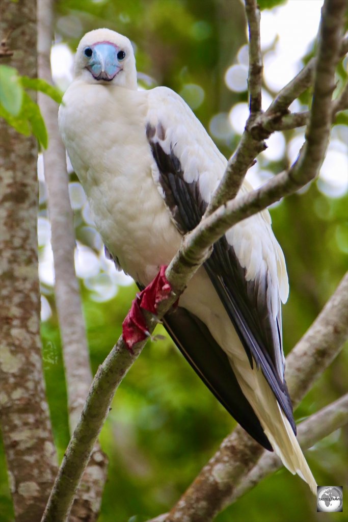 A Red-footed booby on Christmas Island.
