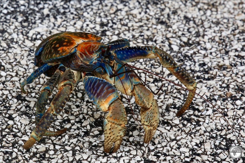 A robber crab on an asphalt road on Christmas Island. You always give way to these giants when they're crossing the road.