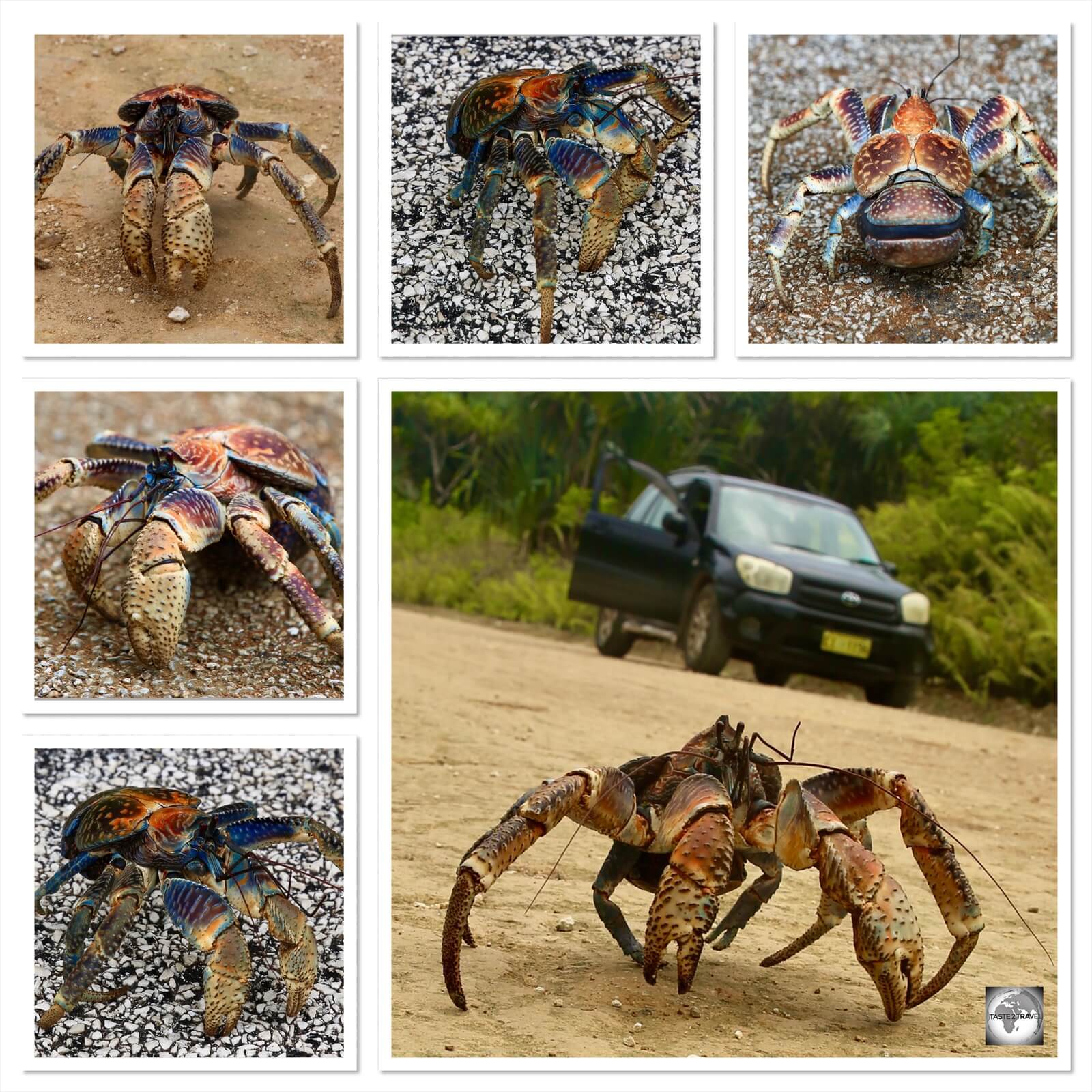 The Robber crab (aka Coconut crab) is the largest crustacean in the world, weighing up to 4 kg and measuring 1-metre from leg tip to leg tip