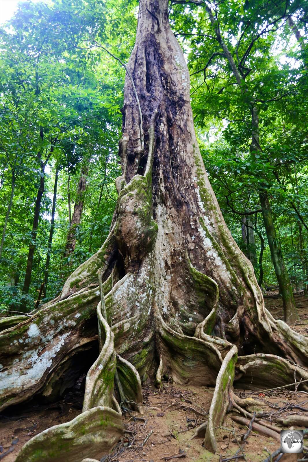 The buttress roots of a giant Tahitian chestnut tree at Hughs Dale waterfall.