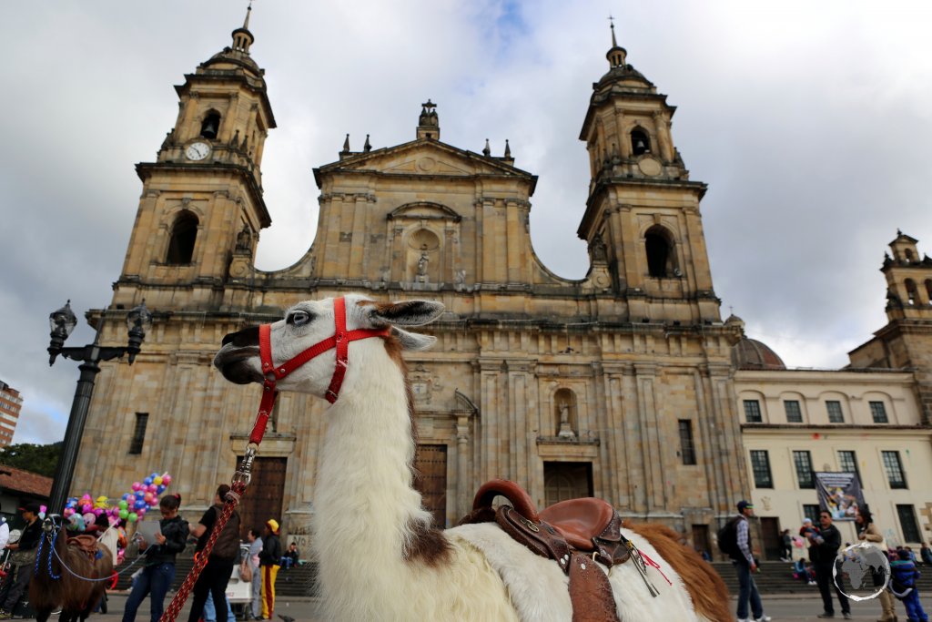 A Llama outside the Cathedral Primada on Plaza de Bolivar, the main square of Bogota, the capital of Colombia.