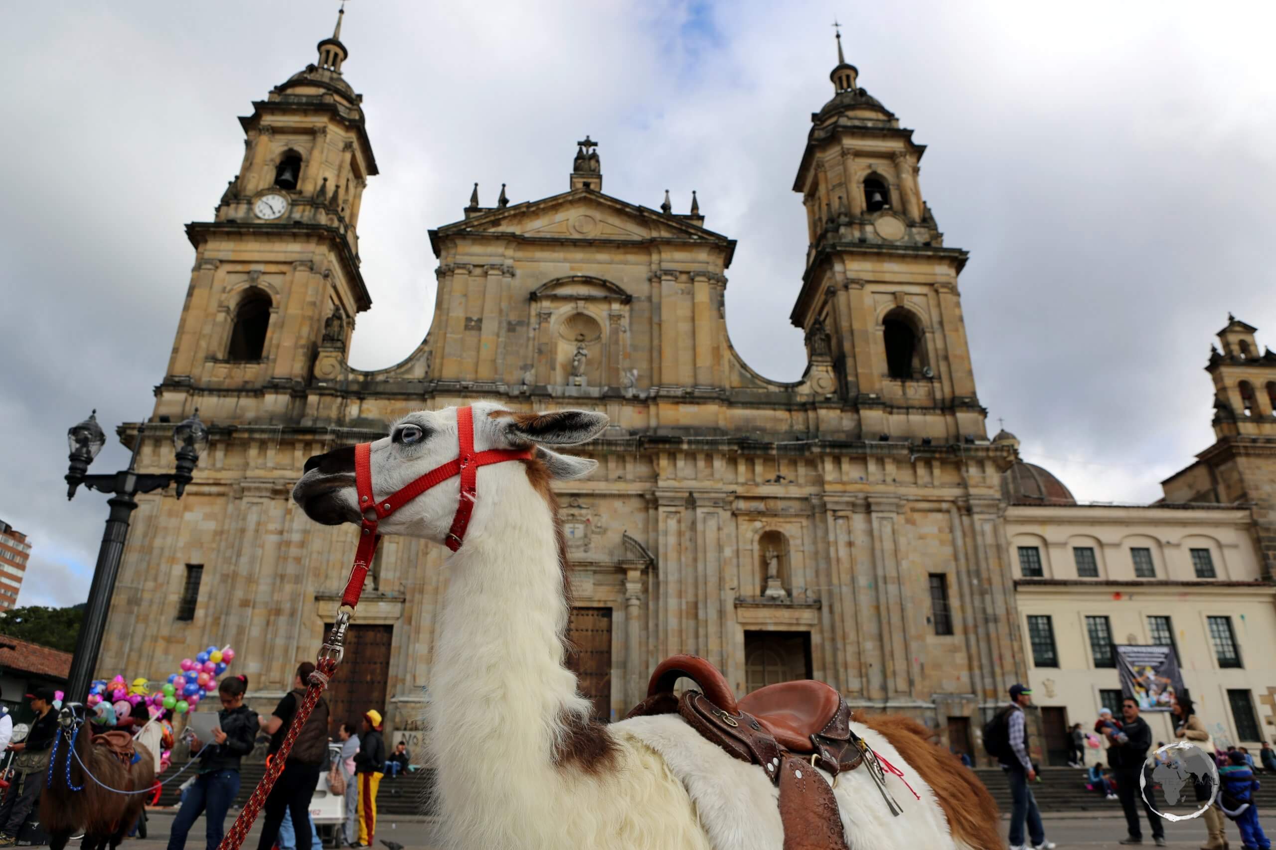 A Llama outside the Cathedral Primada in Plaza de Bolivar, the main square of Bogota, the capital of Colombia.