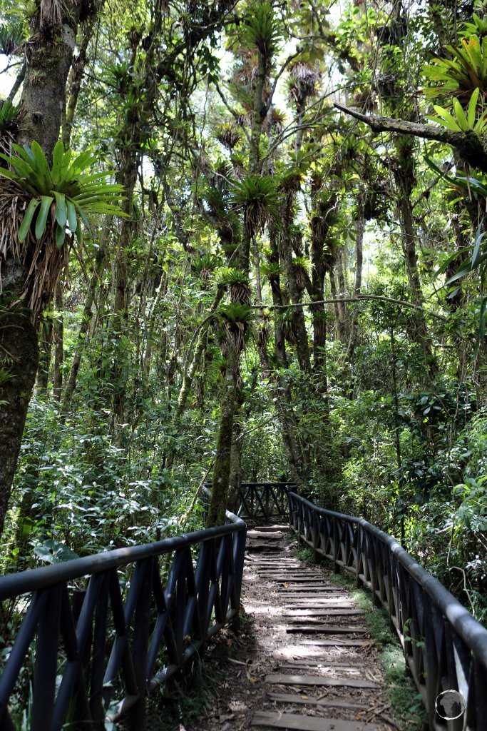 A walking trail on Isla de La Corota, which is located at the northern end of Laguna de la Cocha.