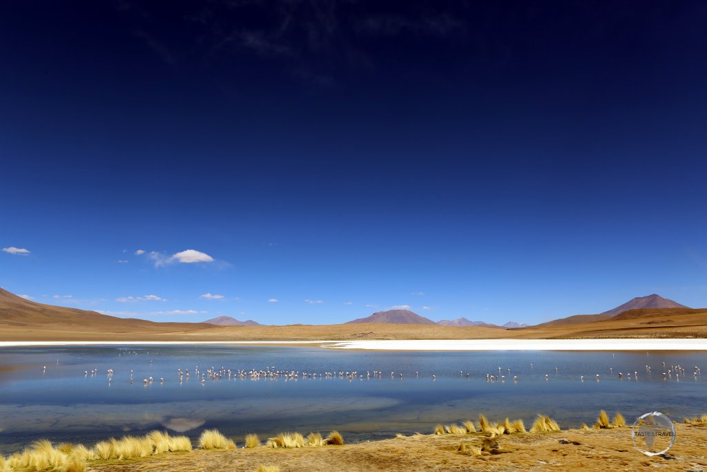 Andean flamingos are drawn to the saline waters of Laguna Cañapa, a highlight of the Bolivian altiplano, near the Salar de Uyuni.