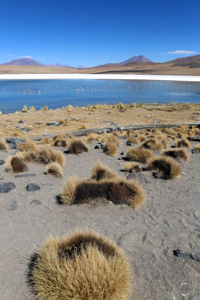 The shoreline of Laguna Cañapa in Bolivia is surrounded by clumps of 'Stipa Itchu', (Andean bunch grass).