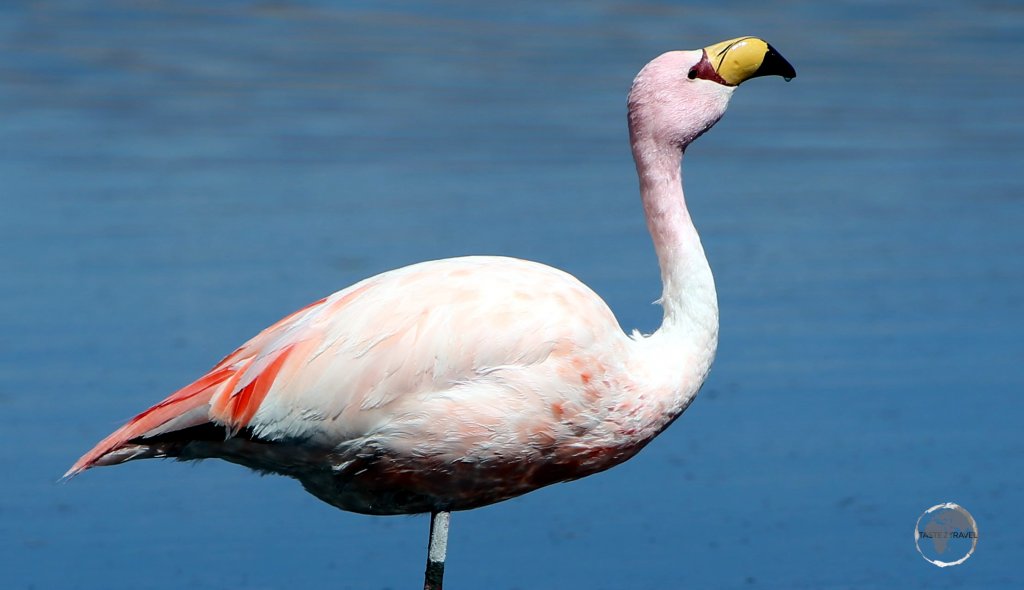 The saline lakes of the Bolivian altiplano are home to three species of flamingos, including the very rare James's flamingo, which can be distinguished by its bright yellow bill.