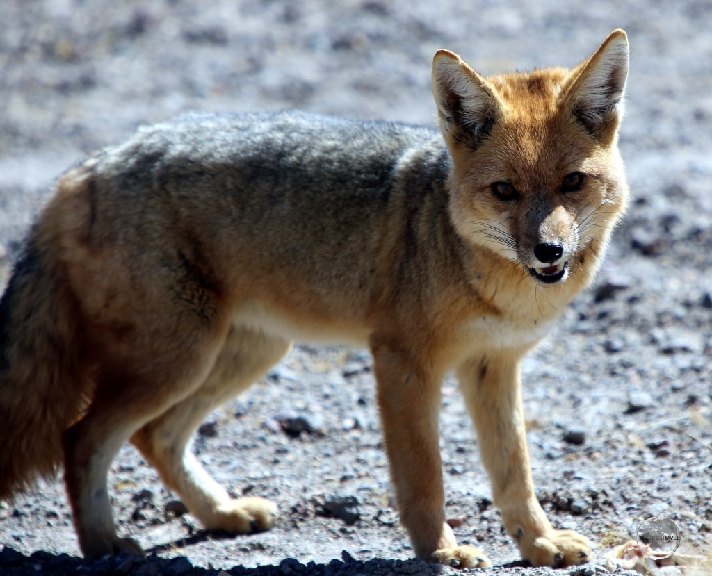 A Culpeo, also known as the Andean fox on the shores of Laguna Cañapa, Bolivia.