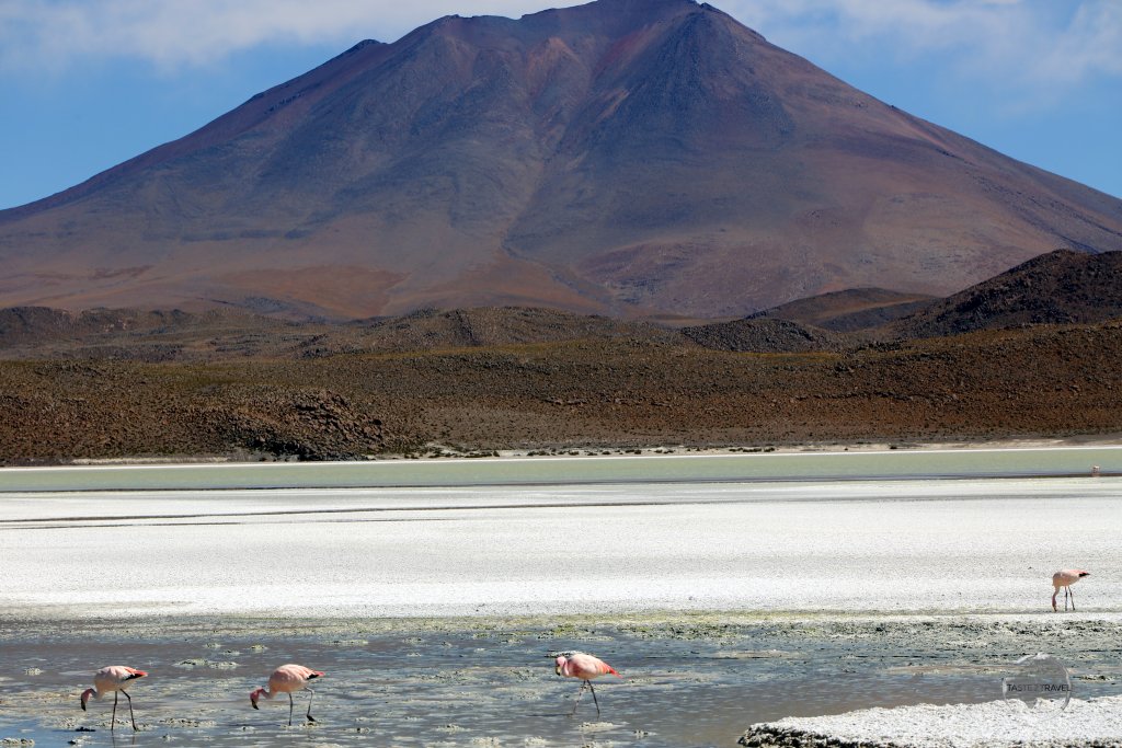 Andean flamingos feeding on the saline waters of Laguna Hedionda ('Stinking lake'), so named due to the sulphuric smell that emanates from its waters.