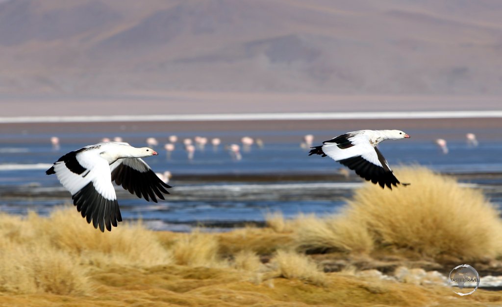 Andean geese, such as this pair flying over Laguna Colorada, inhabit the high-altitude lakes and marshes in the Andes, usually well above 3000 metres (9,800 ft).
