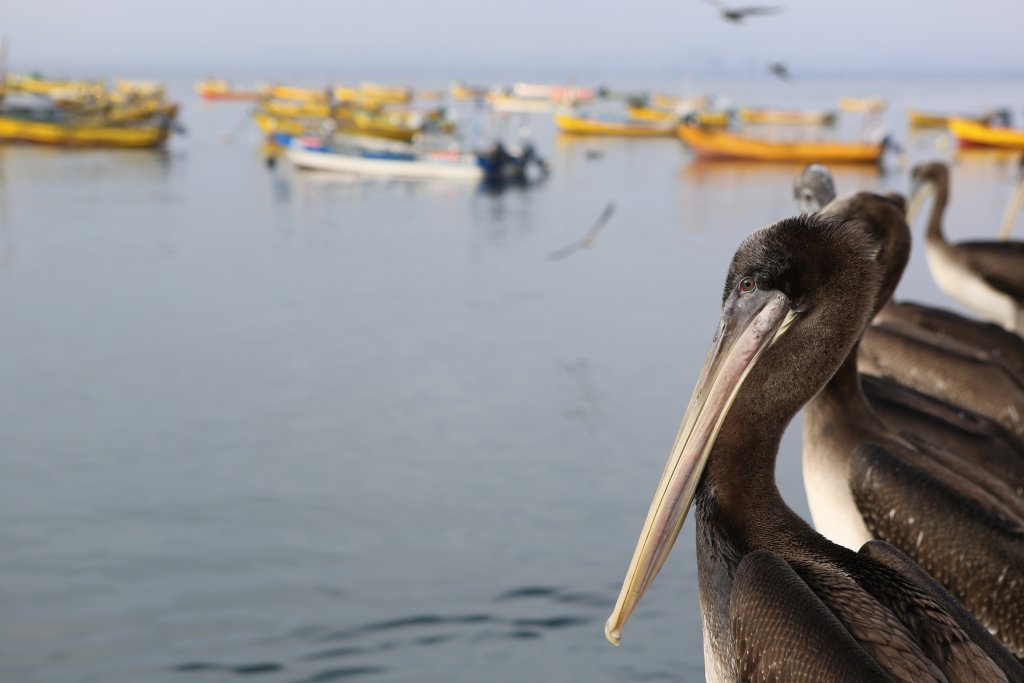 Peruvian pelicans on the waterfront at La Serena, northern Chile.