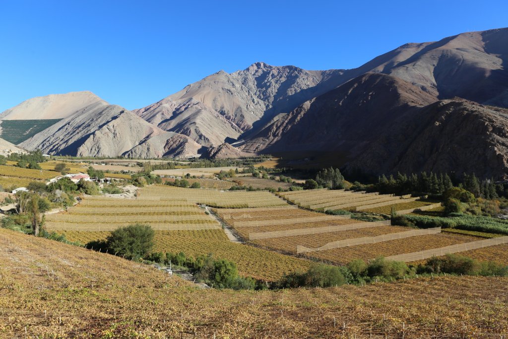 A view of vineyards in the Elqui valley, where grapes are grown for the production of Chilean Pisco.