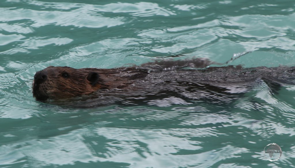 A North American beaver swimming in Laguna Esmeralda. This non-native species was introduced in 1946 as a potential source of commercial fur trading but has now become a destructive pest.