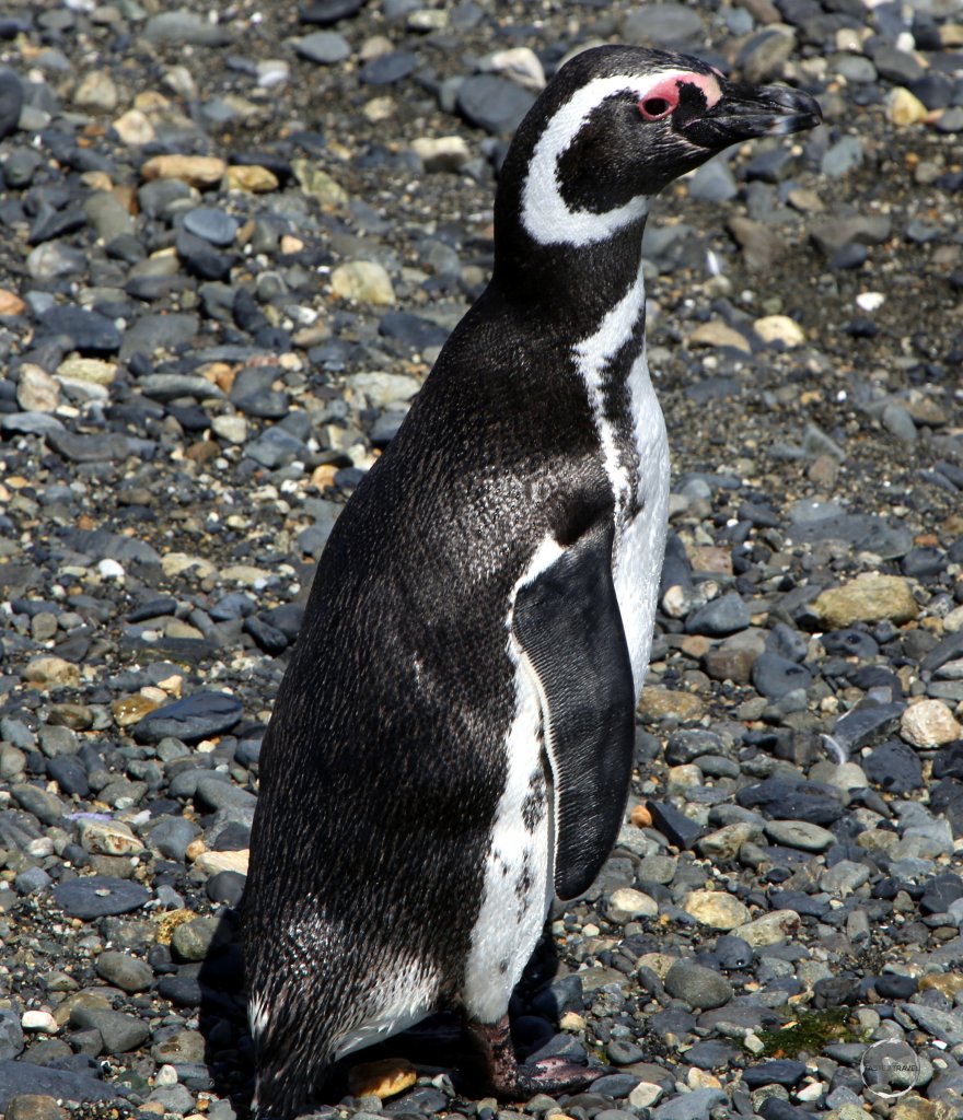 Prolific in the Beagle channel, the Magellanic penguin is a South American penguin, breeding in coastal Patagonia, including Argentina, Chile, and the Falkland Islands.