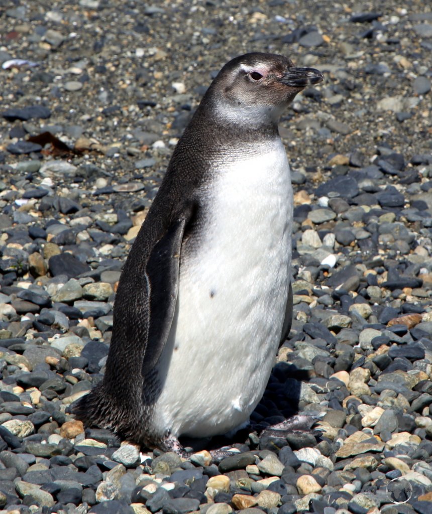 A juvenile Magellanic penguin in the Beagle channel. The penguin was named after Portuguese explorer Ferdinand Magellan, who first spotted the birds in 1520.