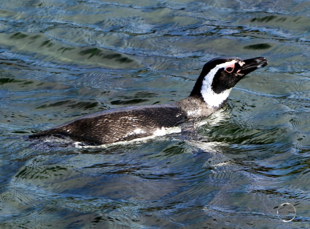 A Magellanic penguin swimming in the Beagle channel in Tierra del Fuego, near Ushuaia, Argentina.