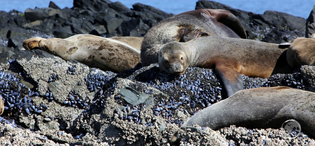 South American Sea Lions, lazing about on the rocks at Isla de los Lobos ('Sea Lion Island'), one of the main wildlife sights along the Beagle Channel.