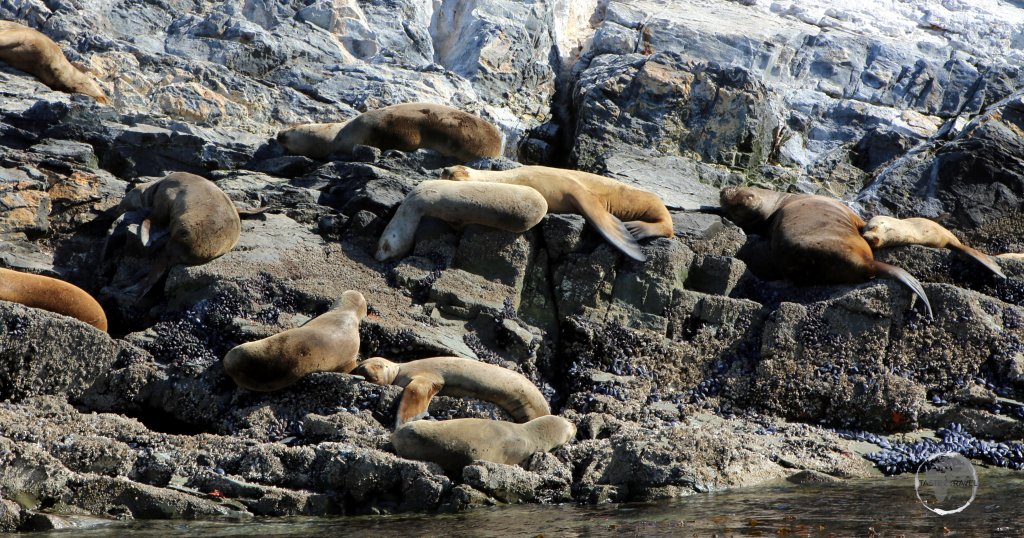 South American Sea Lions taking a siesta on “La Isla de Los Lobos” in the Beagle Channel, Tierra Del Fuego.