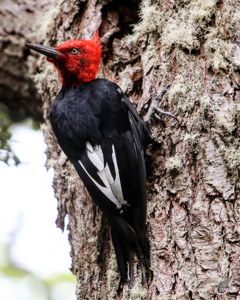 A Magellanic Woodpecker in the Tierra del Fuego National Park, which is located at the bottom of South America, 22 km west of Ushuaia.
