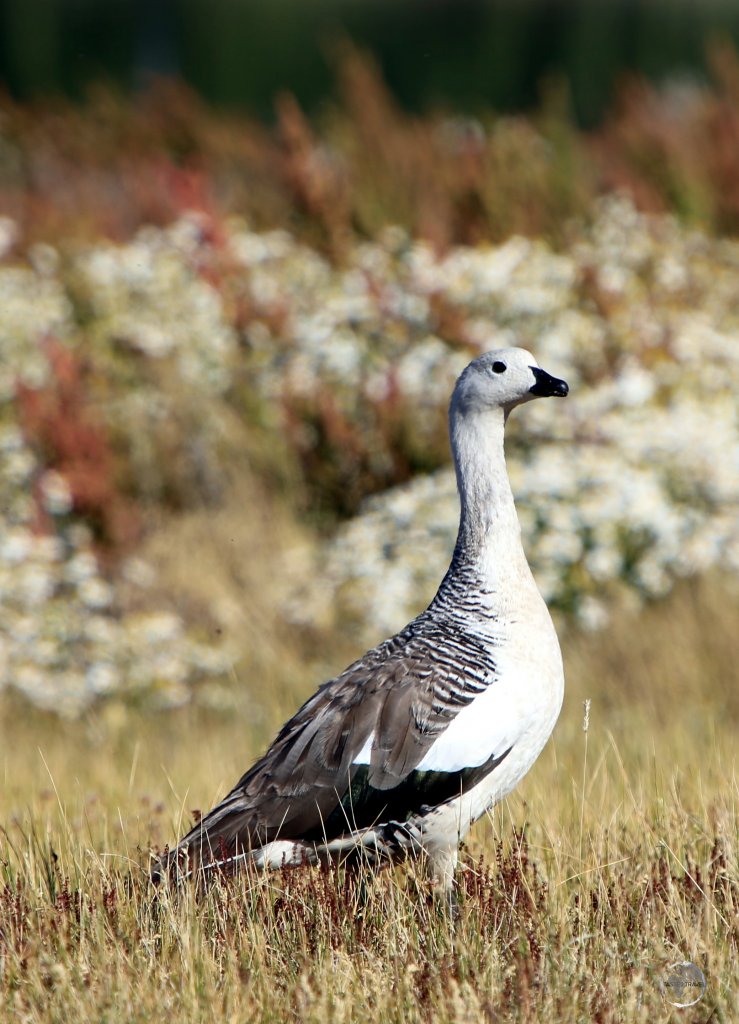 A male Upland goose in El Calafate, Patagonia, Argentina.