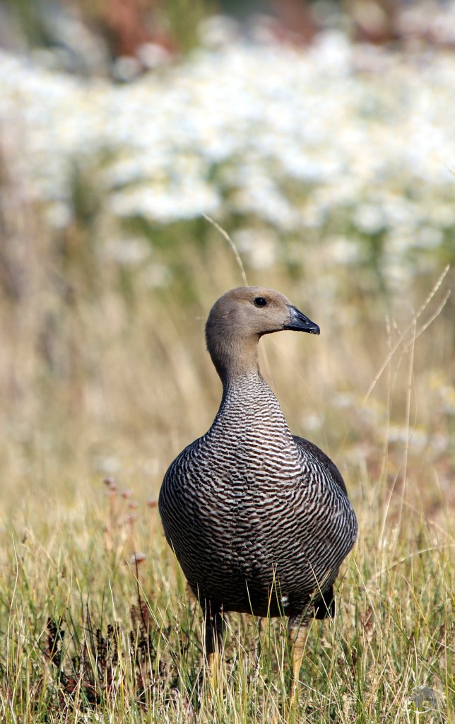 A female Upland goose in El Calafate, Patagonia, Argentina.
