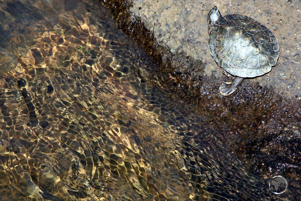 A 'Geoffroy's Side-necked turtle' on the Argentine side of Iguazú Falls.